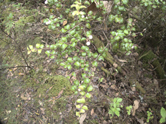 Gaultheria antipoda