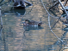 Sibirionetta formosa