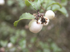 Gaultheria antipoda