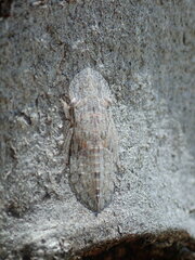 Ledromorpha planirostris