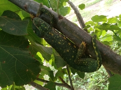 Chamaeleo gracilis gracilis