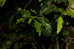 Actephila mooreana