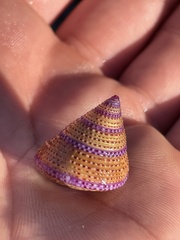 Calliostoma annulatum