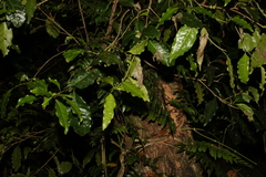 Actephila mooreana