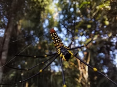 Nephila pilipes