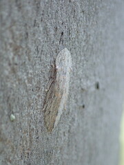 Ledromorpha planirostris