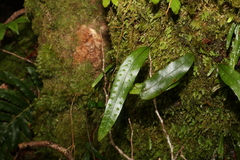 Microsorum pustulatum