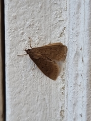 Herpetogramma licarsisalis