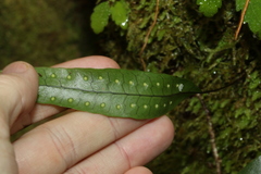 Microsorum pustulatum