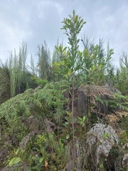 Laurophyllus capensis