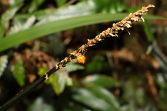 Lomandra spicata