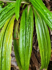 Celmisia adamsii