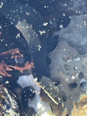 Cebidichthys violaceus