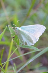 Geometra papilionaria