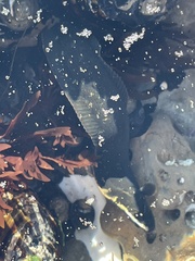 Cebidichthys violaceus