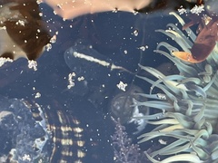 Cebidichthys violaceus