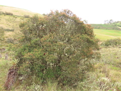 Weinmannia fagaroides