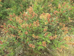 Weinmannia fagaroides