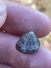 Calliostoma tricolor