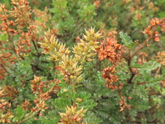 Weinmannia fagaroides