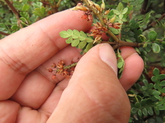 Weinmannia fagaroides