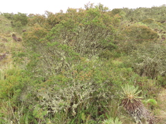 Weinmannia fagaroides