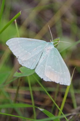 Geometra papilionaria
