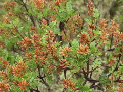 Weinmannia fagaroides