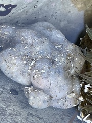 Aplidium californicum
