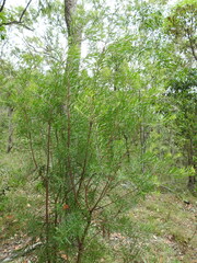 Persoonia virgata
