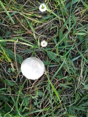 Saproamanita vittadinii