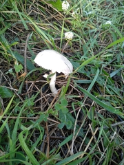 Saproamanita vittadinii