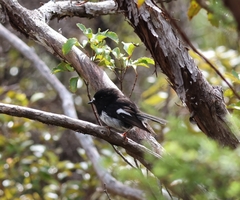 Petroica macrocephala toitoi