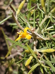 Persoonia juniperina