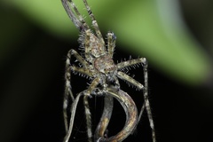Pandercetes