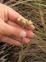 Achyrocline lehmannii