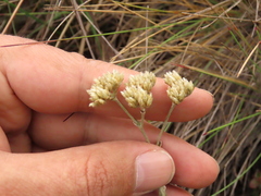 Achyrocline lehmannii