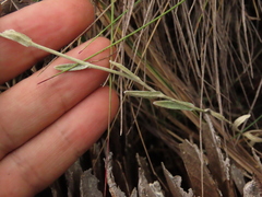 Achyrocline lehmannii