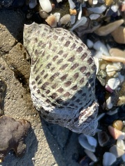 Acanthinucella punctulata