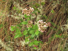 Ageratina elegans