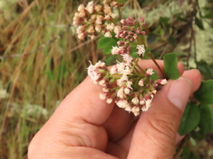 Ageratina elegans