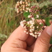 Ageratina elegans - Photo (c) Mateo Hernandez Schmidt, algunos derechos reservados (CC BY-NC-SA), subido por Mateo Hernandez Schmidt