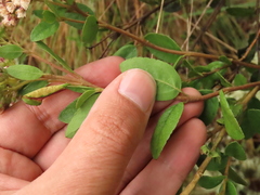 Ageratina elegans