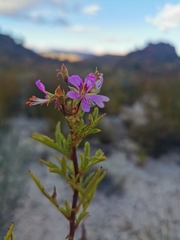 Pelargonium scabrum