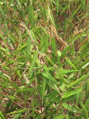 Aulonemia bogotensis