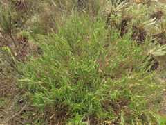 Aulonemia bogotensis