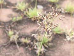 Fimbristylis dichotoma