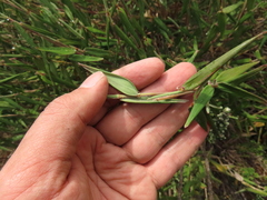 Aulonemia bogotensis