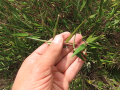 Aulonemia bogotensis