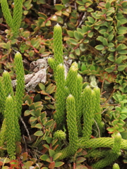 Austrolycopodium magellanicum